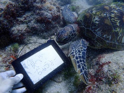 サイパン ダイビングライセンス