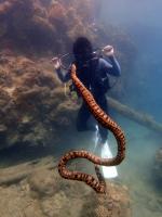 サイパン グロットシュノーケル