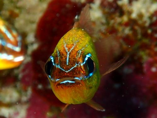 サイパン グロットシュノーケル