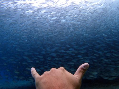 サイパン ダイビングライセンス