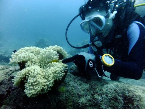 サイパン 体験ダイビング