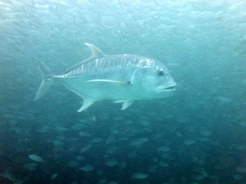 サイパン 島内観光