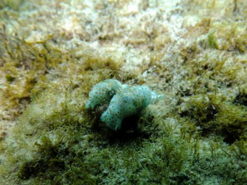 サイパン グロットシュノーケル