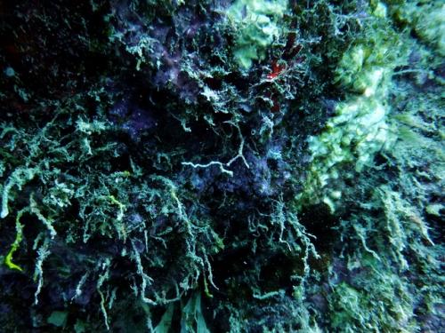 サイパン 体験ダイビング