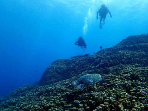 サイパン ダイビングライセンス