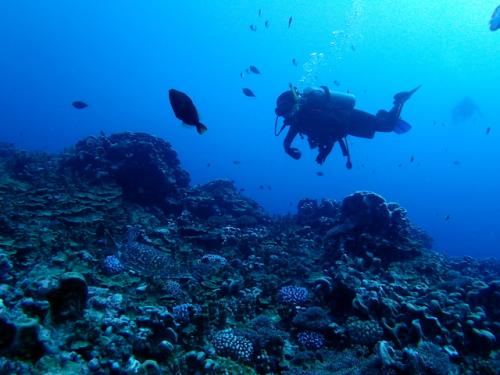 サイパン 体験ダイビング