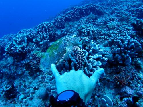 サイパン 体験ダイビング