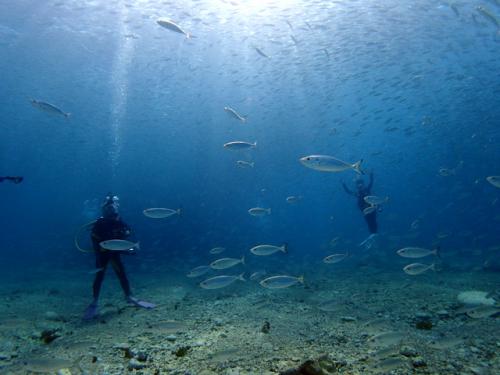 サイパン 体験ダイビング