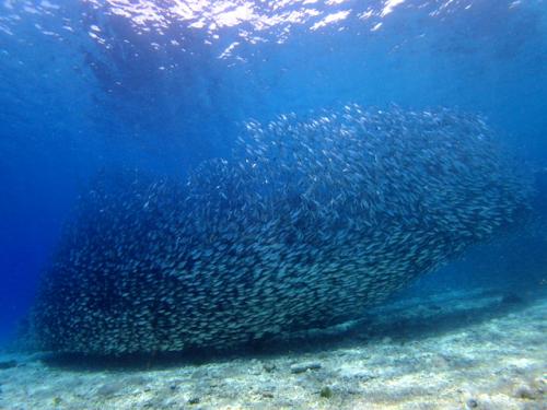 サイパン 島内観光