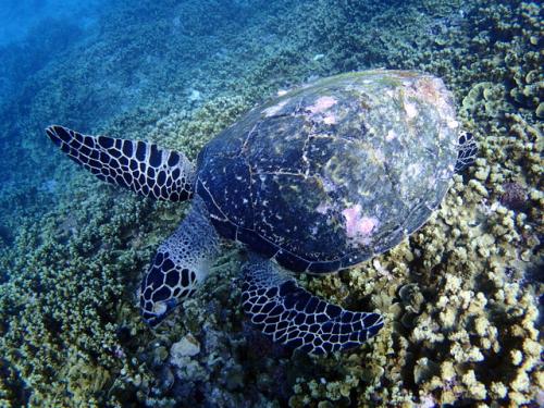 サイパン 島内観光