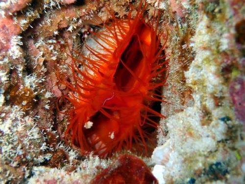 サイパン グロットシュノーケル