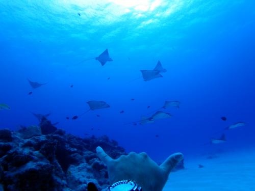 サイパン ダイビングライセンス