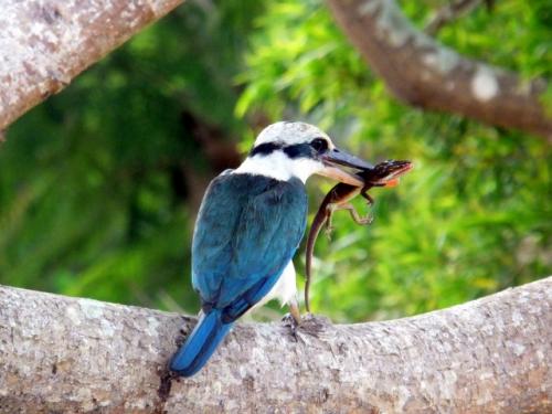 サイパン ダイビング