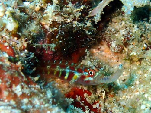 サイパン グロットシュノーケル