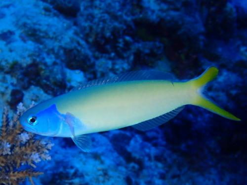 サイパン ダイビング