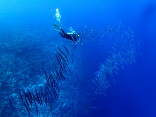 サイパン 体験ダイビング