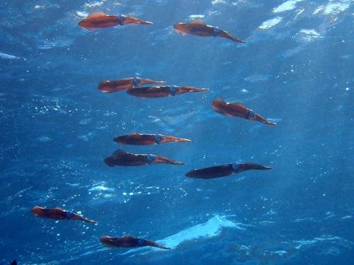 サイパン ダイビングライセンス