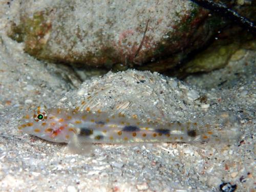 サイパン グロットシュノーケル