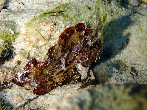 サイパン ダイビング