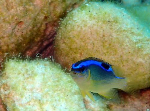 サイパン 体験ダイビング