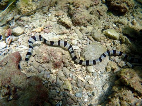 サイパン 体験ダイビング