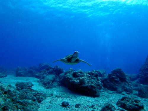 サイパン ダイビング