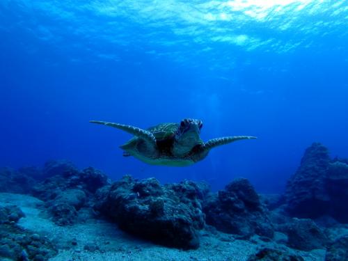 サイパン 体験ダイビング