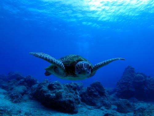 サイパン ダイビングライセンス