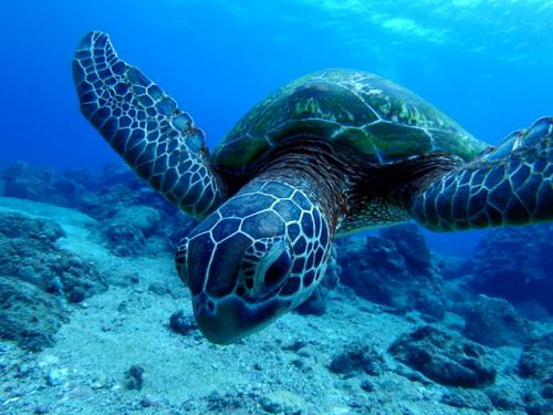 サイパン 島内観光