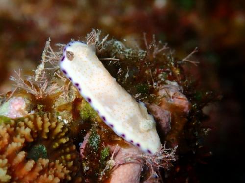 サイパン 体験ダイビング