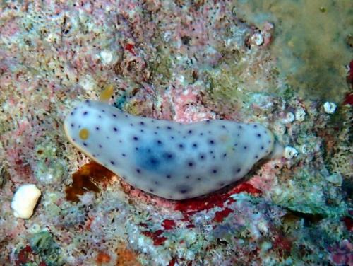 サイパン ダイビングライセンス