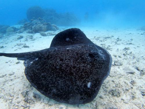 サイパン ダイビングライセンス