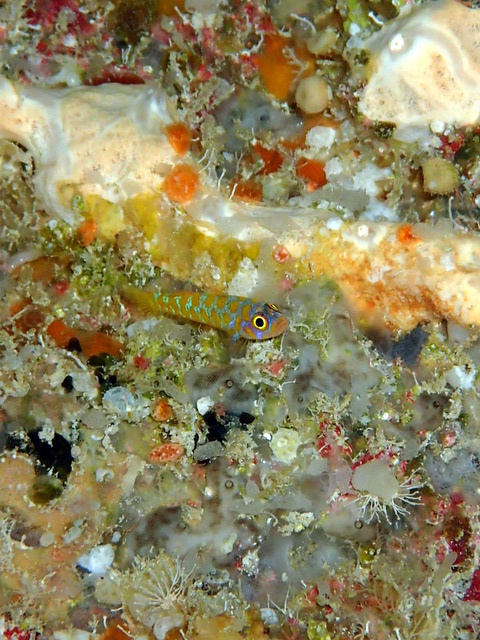 サイパン ダイビング