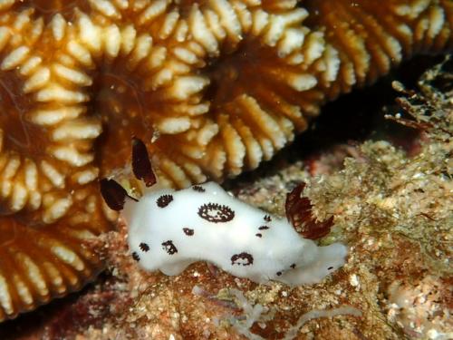 サイパン ダイビング