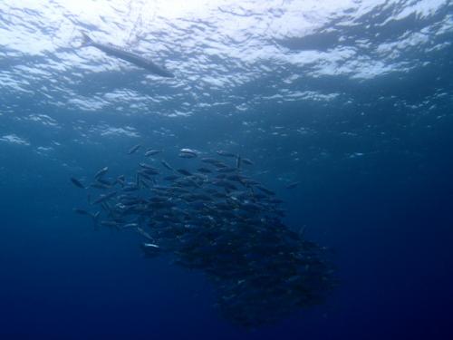 サイパン 体験ダイビング