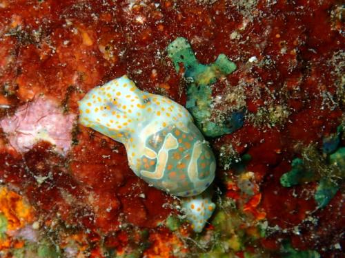 サイパン ダイビング