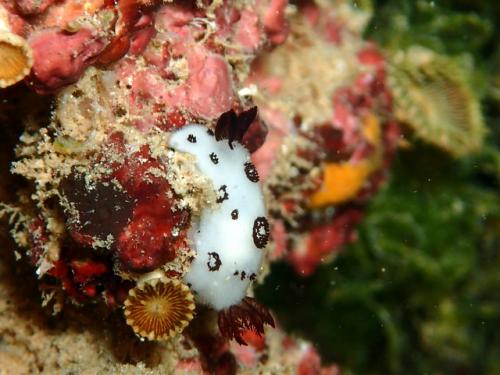 サイパン 体験ダイビング