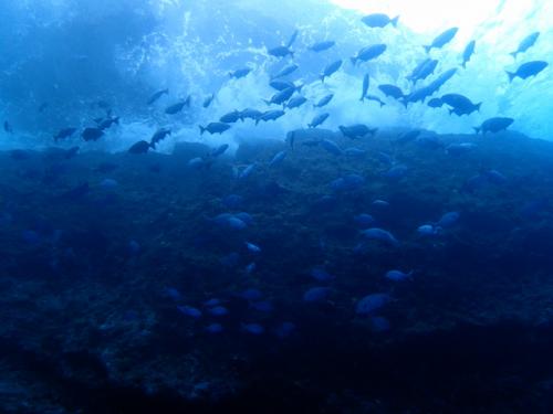 サイパン ダイビング