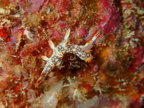 サイパン グロットシュノーケル