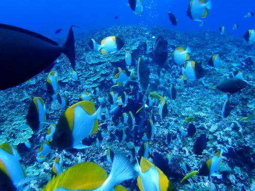 サイパン ダイビング