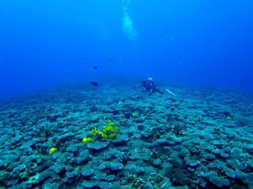 サイパン 体験ダイビング