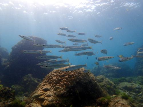 サイパン ダイビングライセンス