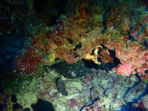 サイパン 島内観光