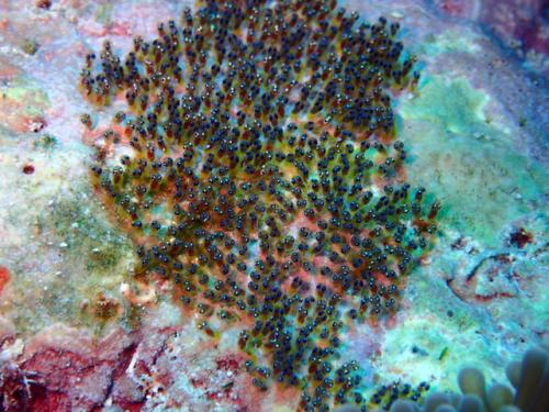 サイパン ダイビングライセンス