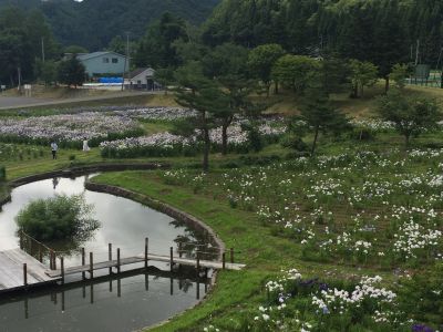 あやめ園
