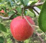 りんごタイトル