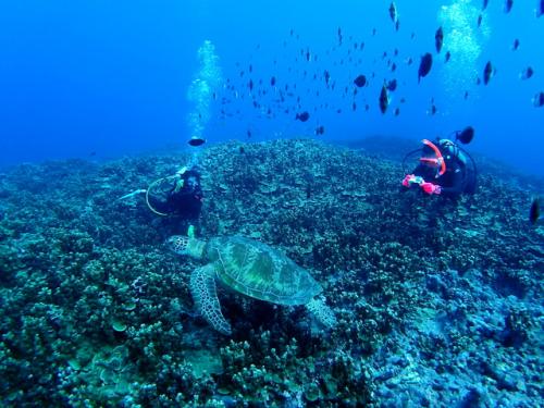 サイパン ダイビングライセンス