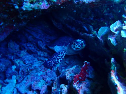 サイパン ダイビング