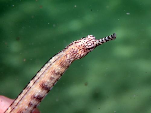 サイパン ダイビングライセンス