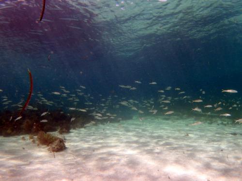 サイパン ダイビングライセンス